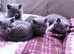 British Shorthair Kittens