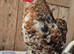 Pekin bantam cockeril