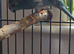 Male kakariki parrots