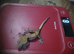 crested geckos reduced