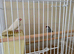 4 java finch/sparrow
