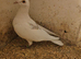 Lambretch cock bird