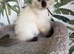 SEAL POINT RAGDOLL KITTENS
