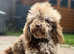 CHOCOLATE MERLE TOY POODLE STUD