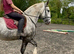 Stunning 16.1 4 yr old ID x cob mare dapple grey