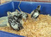Silver spangled Hamburgs
