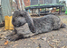 French Lop Buck 8 months old