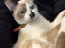 Cat for good home only