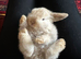 Mini lop babies extremely well handled