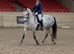 Freelance Coach & Rider