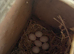 Baby lovebirds