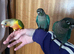 Green Cheek Conures