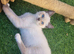 Beautiful ragdoll girl