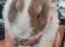 Twin rabbits for sale 1 boy 1 girl