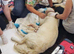 Doggy Dula, Support with delivering and nurturing your dog while in labour, during delivery and helping with the feeding