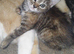 3 kittens