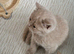 British short hair gccf or tica registered