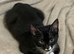 6 month old boy looking for forever home