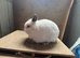 Trio of himi Netherland dwarfs