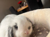 Mini lop buck in reading