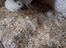 Mini rex x mini lion head