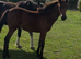 Miracle..Gorgeous English Warmblood X Filly.
