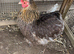 Bantam chicks