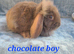 Baby rabbits ready now