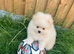 Beautiful Pomeranian puppy
