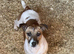 Jack Russell female