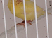 Canaries, goldfinch hen.