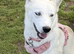 White pedigree female husky