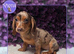 Stunning kc reg miniature dachshund girl koko