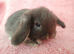 Baby mini lop rabbits for sale