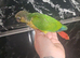 6 week old hand reared conure !! READ DESCRIPTION !!