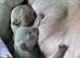 English bulldog puppies