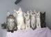 Stunning Maine coon kittens ( polydactyl)