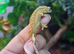 Crested Gecko's