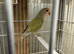 Hand reared baby love Bird available