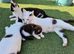 Kittens looking for a loving home