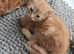 Two Orange boys
