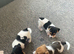 True miniature Jack Russell puppies