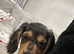 10.5 week old cocker spaniel puppy