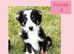 Border Collie puppies.