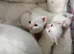 White Kitten Male