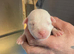 White Staffordshire bull terrier for sale £700