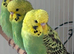 Baby budgies