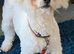 BICHON FRISE STUD DOG