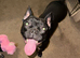 14 month old frenchie x staffie