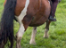 Zafir 14hh 8 year old cob mare